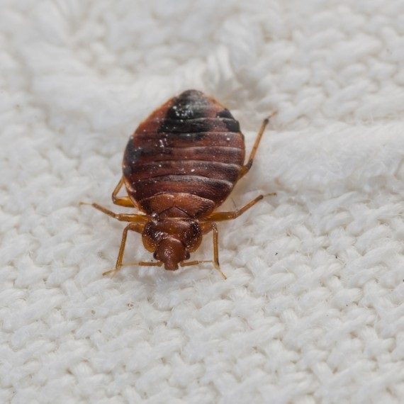 Bed Bugs, Pest Control in Southfleet, Meopham, DA13. Call Now! 020 8166 9746