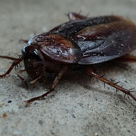 Cockroaches, Pest Control in Southfleet, Meopham, DA13. Call Now! 020 8166 9746