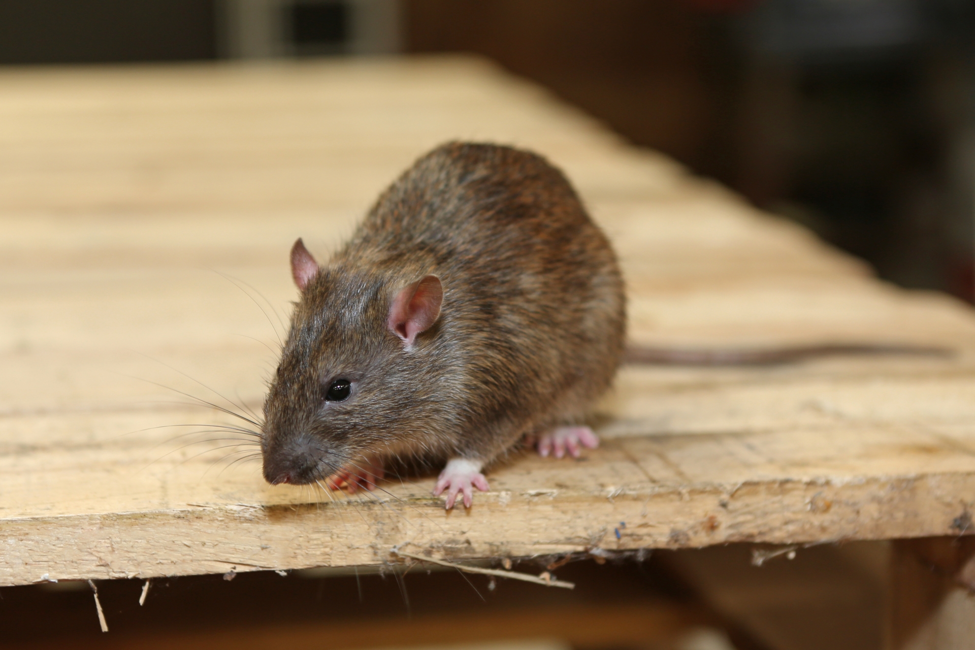 Rat extermination, Pest Control in Southfleet, Meopham, DA13. Call Now 020 8166 9746
