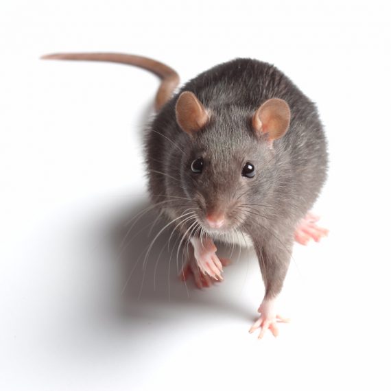 Rats, Pest Control in Southfleet, Meopham, DA13. Call Now! 020 8166 9746