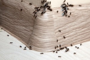 Ant Control, Pest Control in Southfleet, Meopham, DA13. Call Now 020 8166 9746