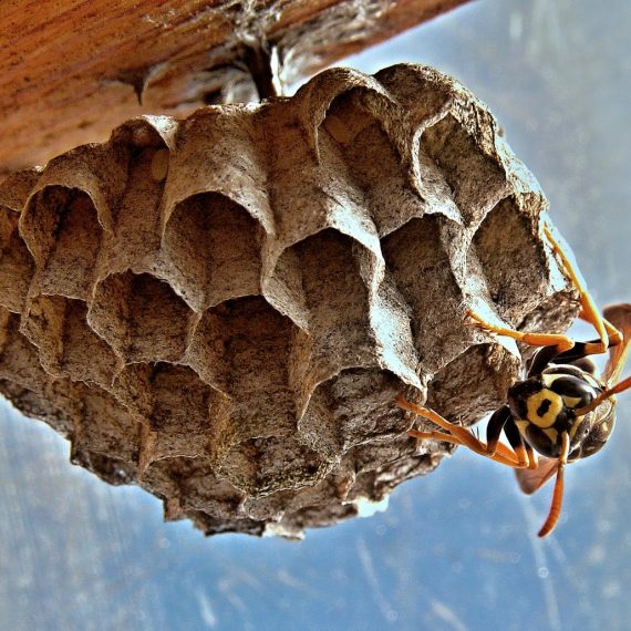 Wasps Nest, Pest Control in Southfleet, Meopham, DA13. Call Now! 020 8166 9746